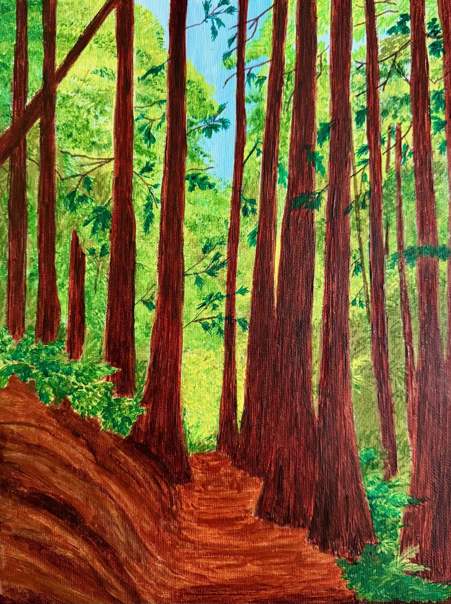 Redwood Path to Light